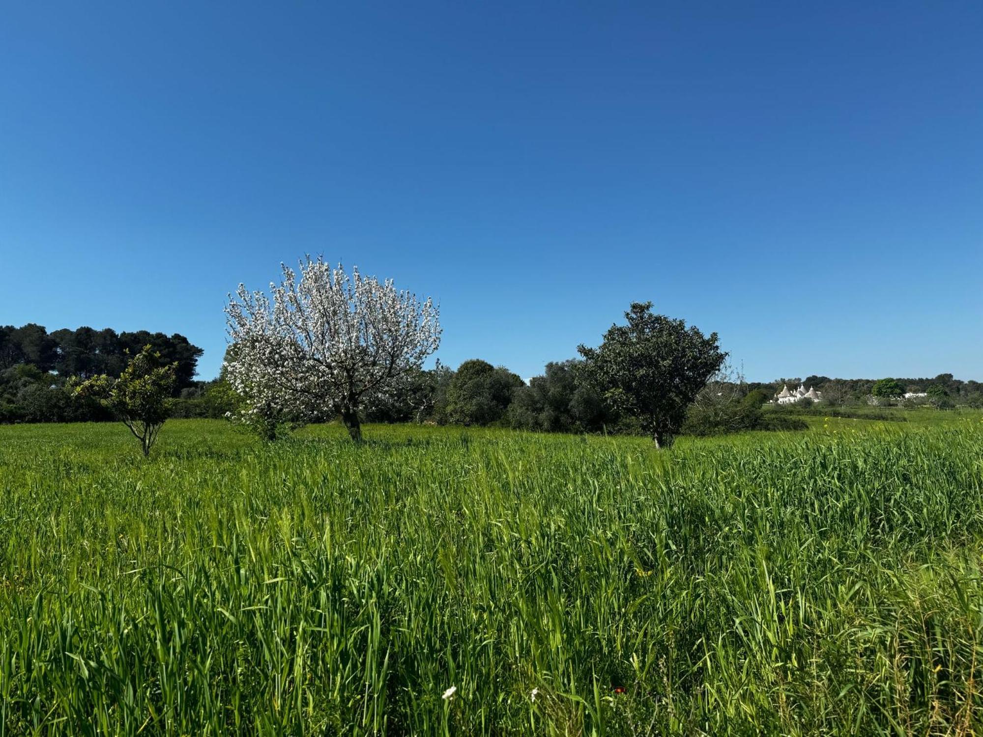 Trulli Del Sole Villa Martina Franca Exterior foto